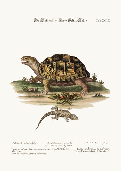 The African Land-Tortoise. The Small Spotted Grey Lizard, 1749-73 by George Edwards